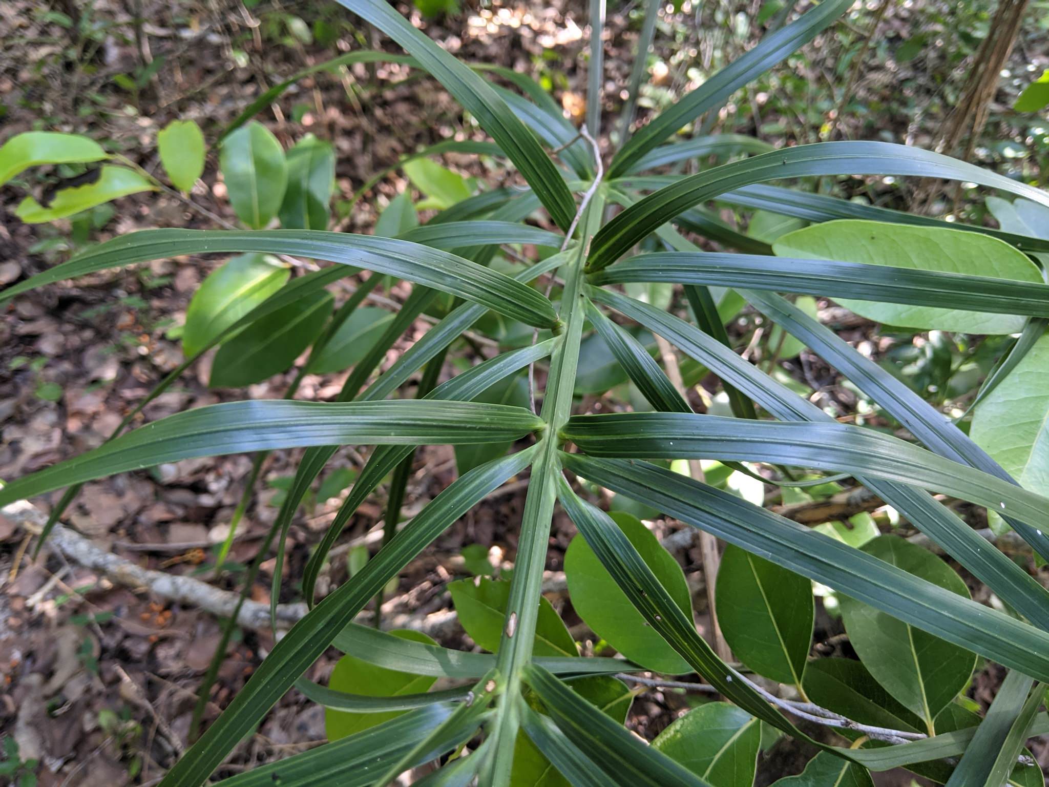 Pseudophoenix sargentii 